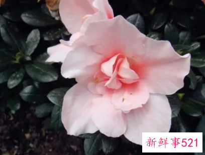 室内怎样养花长得茂盛