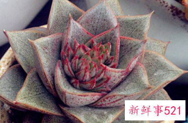 大和锦多肉怎么养