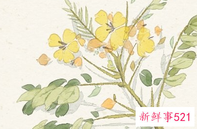 女人梦见花什么预兆