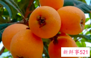 枇杷的功效与作用及营养价值