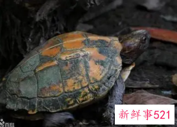 冬天养乌龟需要加温吗