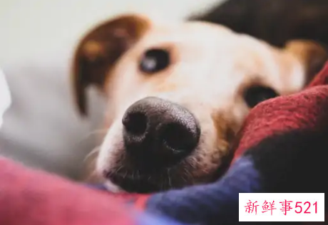 动物可以陪人睡觉吗