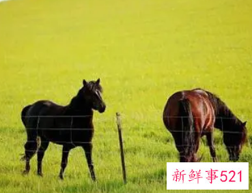 属马的住几楼最旺1990