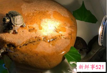 冬天养乌龟需要加温吗