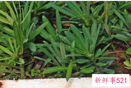 家里养什么植物最旺财