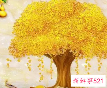 旺风水的植物有哪些