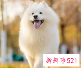 水瓶座最喜欢的宠物