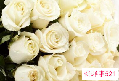 玫瑰花的花语有什么