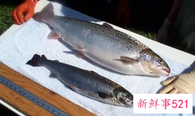 冬季美白吃什么