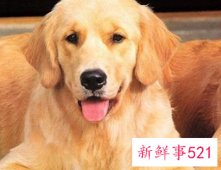 水瓶座最喜欢的宠物