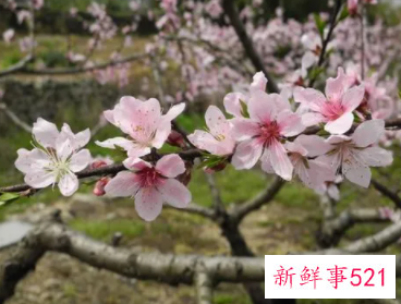 梦见桃花树枝被折断