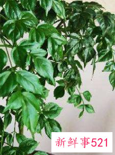 世界上最吉利好运的花的名字