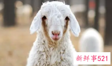 已婚属羊女人容易出轨