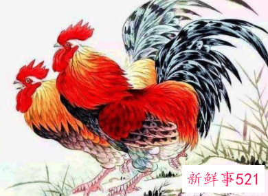 属牛的和属鸡的相配结果会怎么样