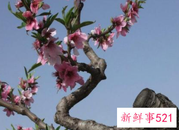 梦见桃花树枝被折断