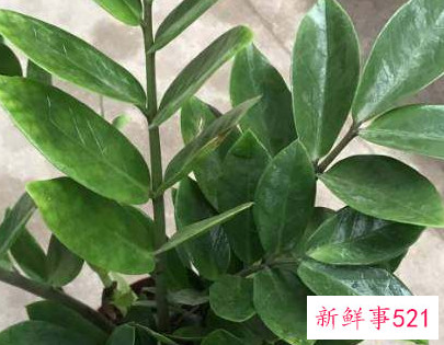 家里养什么植物最旺财