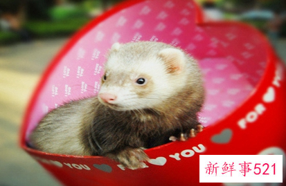 什么宠物适合上班的人养