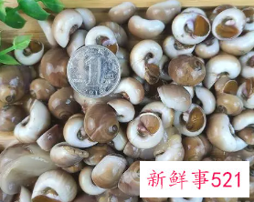 新鲜海螺怎么保存过夜