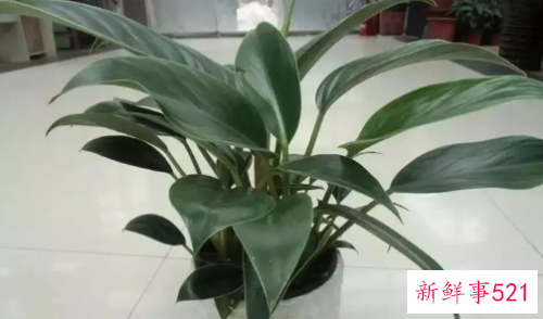 金钻的繁殖方法有哪些