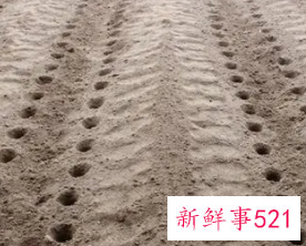 梦见挖沟是什么意思