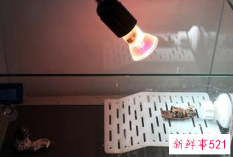 冬天养乌龟需要加温吗