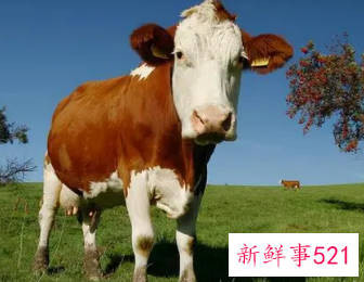 属牛的人一生命运如何