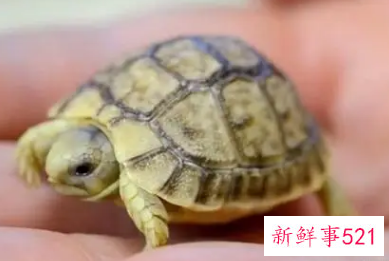 冬天养乌龟需要加温吗