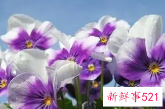 十二星座对应的生辰花