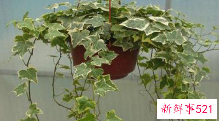 花叶蔓常春藤如何繁殖