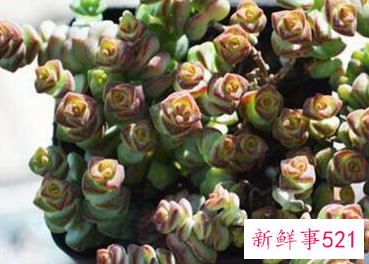 家里养什么植物最旺财