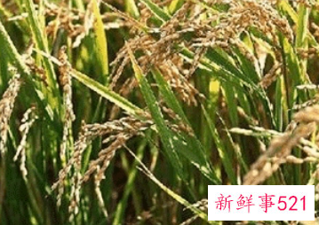 梦见稻谷里有虫是什么意思