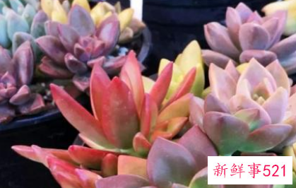 如何让多肉颜色变红