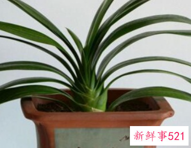 八种植物招财又旺宅盆栽