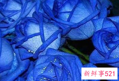 玫瑰花的花语有什么