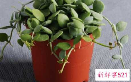 入户鞋柜放什么植物好