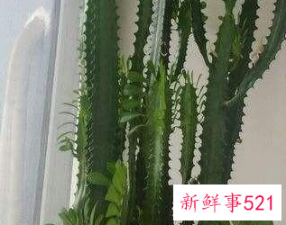 家里养什么植物最旺财