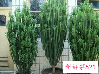 家里养什么植物最旺财
