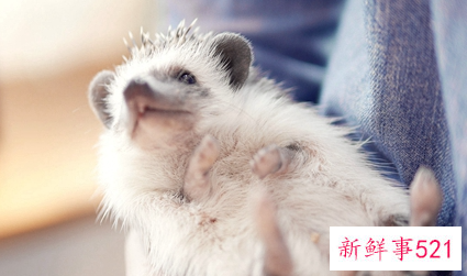 什么宠物适合上班的人养