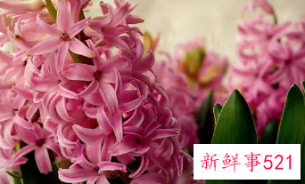 十二星座对应的生辰花