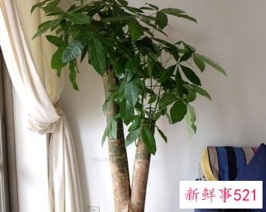 家里养什么植物最旺财
