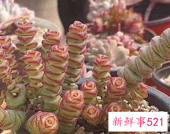 家里养什么植物最旺财