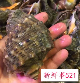 新鲜海螺怎么保存过夜