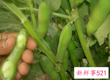 梦见摘蚕豆是什么意思