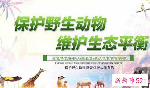如何保护野生动物和环境