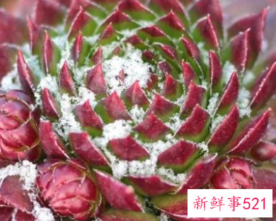 如何让多肉颜色变红