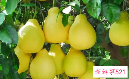 柚子的功效与作用是什么