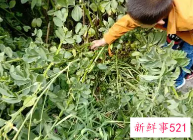 梦见摘蚕豆是什么意思