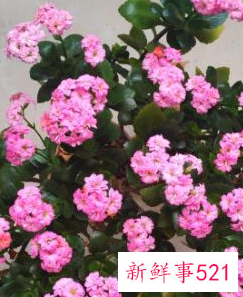 世界上最吉利好运的花的名字