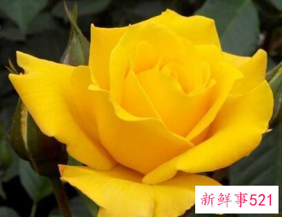 玫瑰花的花语有什么