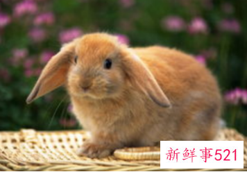 男兔女虎适合做夫妻吗